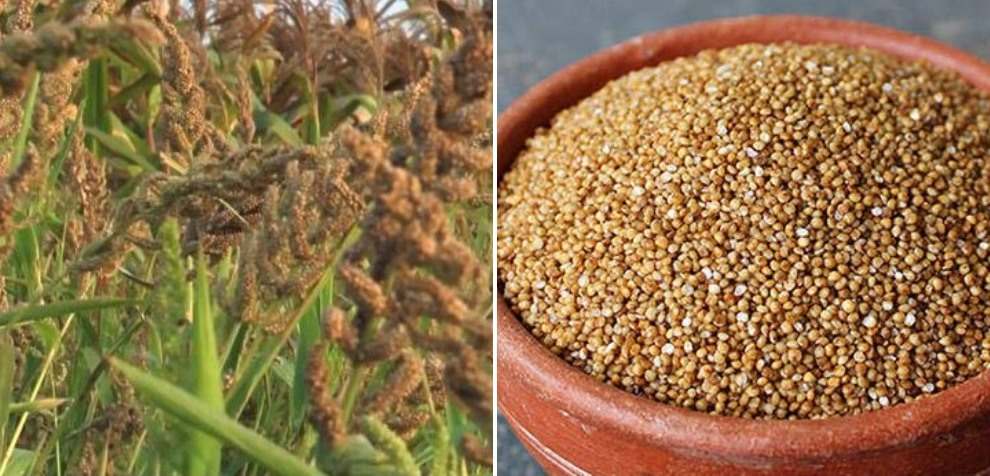 புரதம், கார்போஹைட்ரேட், கால்சியம், நார்ச்சத்து, இரும்புச்சத்து, Bவைட்டமின்ஸ்களான, டயமின்,நியாசின்,மற்றும் அதிகப்படியான அமின அமிலங்களையும் கொண்டது திணை அரிசி
