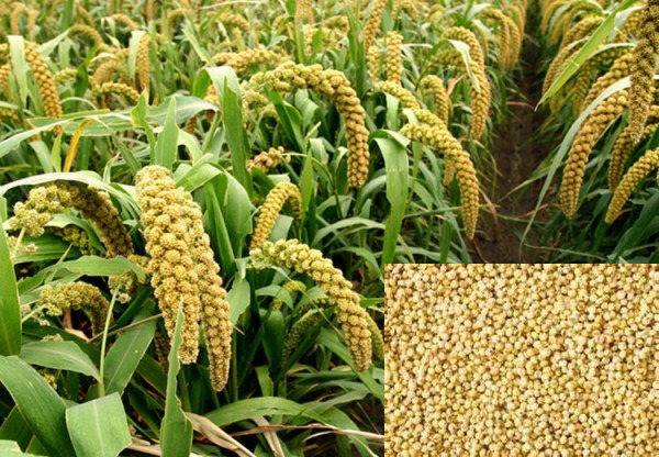 புரதம், கார்போஹைட்ரேட், கால்சியம், நார்ச்சத்து, இரும்புச்சத்து, Bவைட்டமின்ஸ்களான, டயமின்,நியாசின்,மற்றும் அதிகப்படியான அமின அமிலங்களையும் கொண்டது